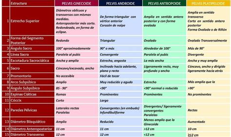 Cuadro Comparativo De Los Diferentes Tipos De Pelvis Brainly Lat The