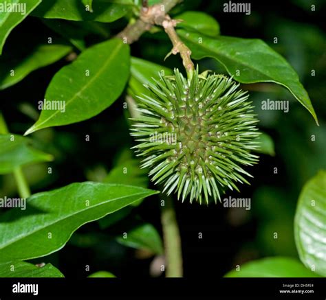 Green Spiny Seed Pod And Bright Emerald Green Leaves Of Allamanda Stock