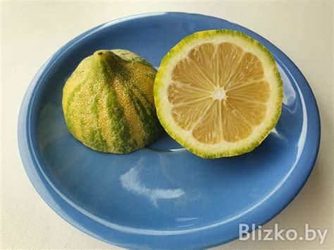 В «Евроопте» появились розовые лимоны. Купили и попробовали