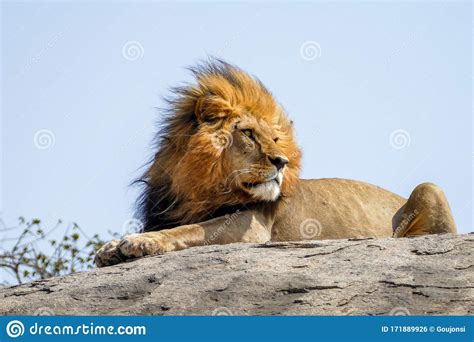 Portrait Of A Lion Resting On A Rock In Ngorongoro National Park