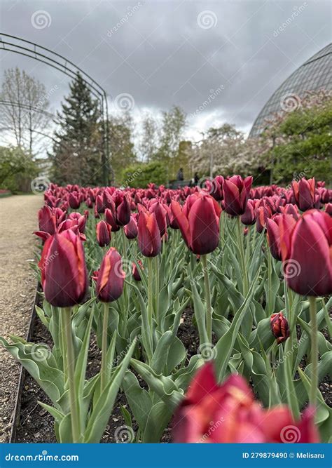 A Garden of Deep Purple Tulips Stock Photo - Image of purple, dark ...