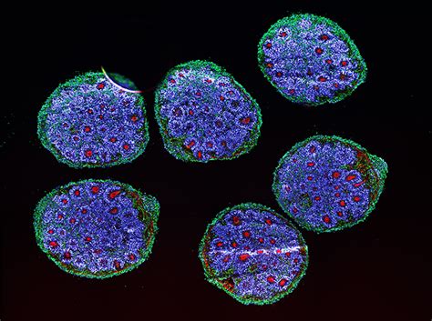 Brain organoids replicate key events in human brain development ...