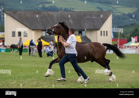 Welsh Cob Stallion Show At The Royal Welsh Show 2019 Stock Photo Alamy