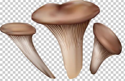 Pleurotus Eryngii Mushroom Fungus Illustration Png Clipart Cartoon