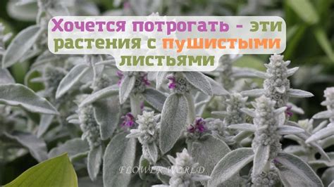 Хочется потрогать.😊 Эти растения с пушистыми листьями для сада и дома.😍 ...