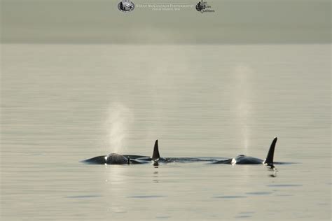 Transient Killer Whales on the Strait of Georgia | Seattle Orca Whale ...