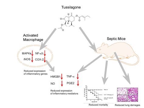 Ijms Free Full Text Tussilagone Inhibits The Inflammatory Response And Improves Survival In