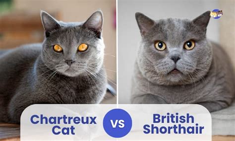 Chartreux Cat Vs British Shorthair Which Breed Is Ideal For You