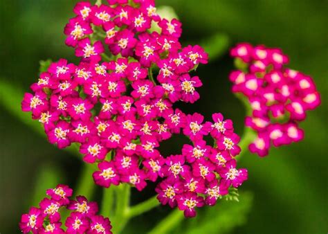 Flores De Milenrama Lat Achillea Millefolium Aislado Sobre Fondo Blanco Foto Premium