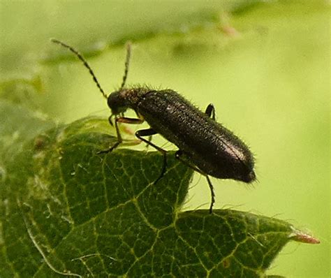 Mattschwarzer Blütenbock Grammoptera ruficornis Mattschw Flickr