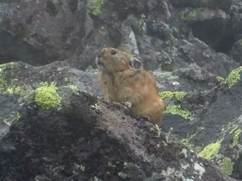 東ヌプカウシヌプリ 初めましてナッキー🐰🙋 ふっくんさんの東ヌプカウシヌプリ・西ヌプカウシヌプリの活動データ Yamap ヤマップ