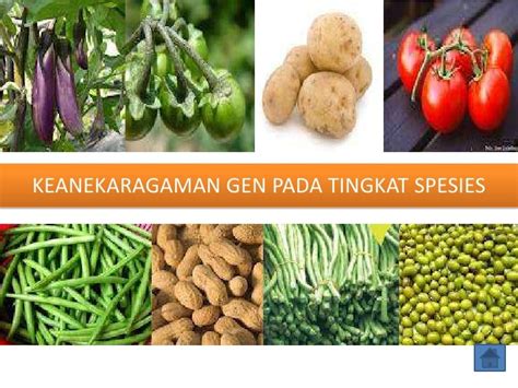 Keanekaragaman Hayati Tingkat Gen Beserta Contohnya Wicomail