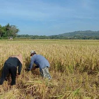 Pedoman Budidaya Tanaman Padi Yang Benar Agar Hasilnya Melimpah