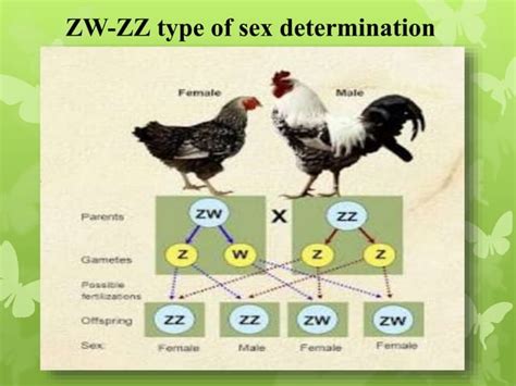 Sex Determination Chromosomal Theory Of Sex Determination Ppt