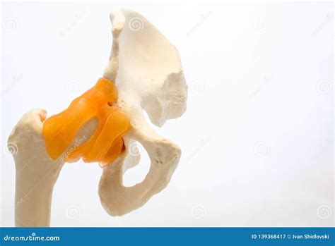 Hip Anatomy Bones Labels Stock Photos - Free & Royalty-Free Stock ...