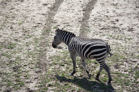 Zebra Animais Selvagens Animal Foto Gratuita No Pixabay Pixabay