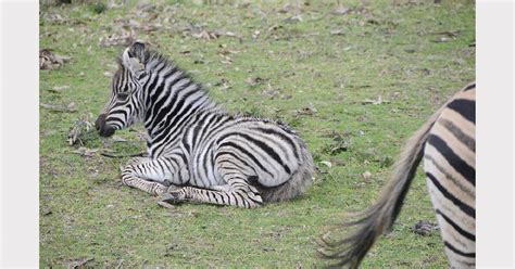 Zoo Baby Boom Continues With Birth Of Zebra Foal Daily Liberal