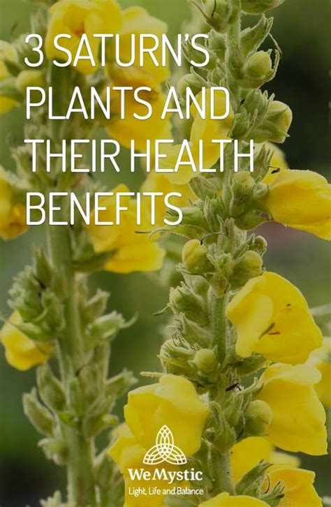 3 Saturn S Plants And Their Health Benefits WeMystic Health