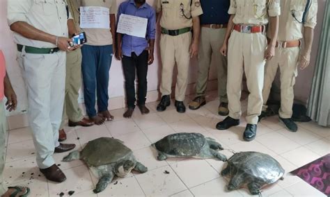 Three Endangered Turtles Recovered Two Smugglers Arrested In Dhubri