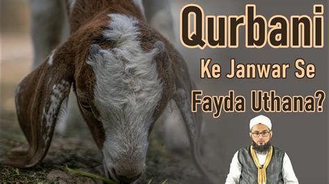 Qurbani Ke Janwar Se Fayda Uthana करबन क जनवर स फयद उठन