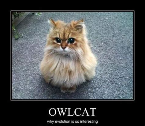 Owlcat Random Photo 15922019 Fanpop