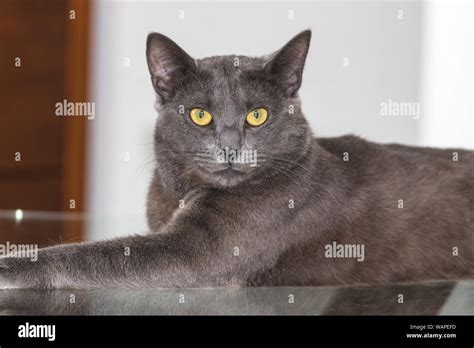 Beautiful Chartreux breed cat with his yellow golden eyes Stock Photo ...