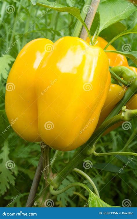 Yellow bell pepper plant stock photo. Image of natural - 35881356