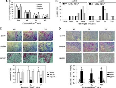 Exogenous Decorin Core Protein Inhibited The Growth Of Prostate Tumor