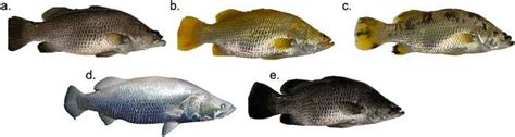 Investigadores Descubren Secretos Del Pez Barramundi Dorado Y Platino