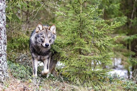 Erfolg für BN Klage Wolf in der Region Traunstein darf nicht