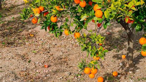 Como Fazer Um Fertilizante Poderoso Para As Plantas Use Ossos De Galinha