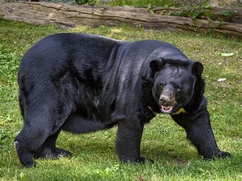 Himalayan or Asiatic Black Bear mammals at Rajaji National Park | RAJAJI NATIONAL PARK