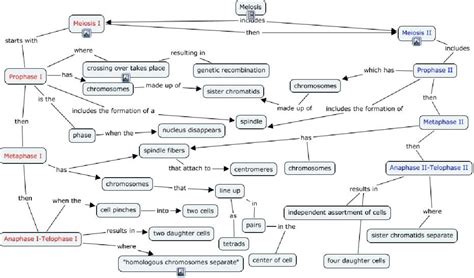 Meiosis Terminology Concept Map Answers Map Images And Photos Finder Porn Sex Picture