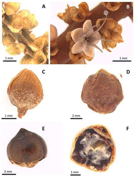 Scielo Brasil A New Species Of Coccoloba P Browne Polygonaceae