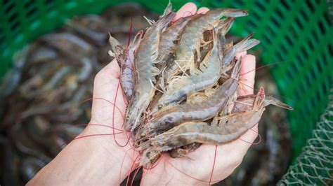 Devein Or Not To Devein Why You Do Not Need To Devein Shrimp