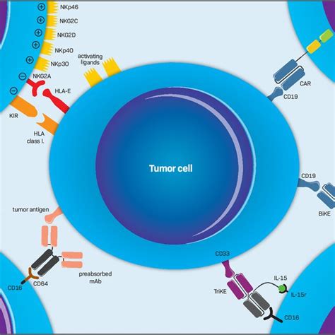 modifications   nk cell  date  clinical trials