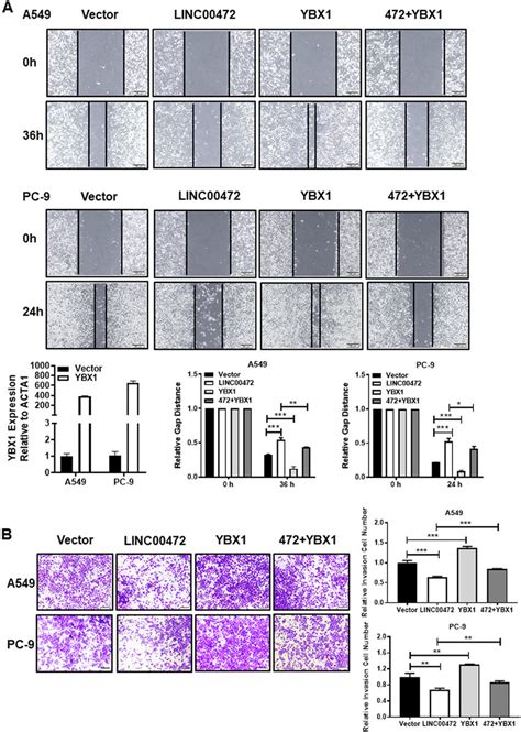 Overexpression Of Ybx Partially Reverses The Function Of Linc