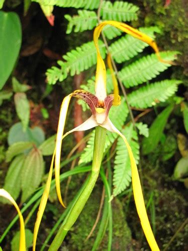 Maxillaria Langlassei Inaturalist Mexico