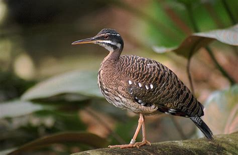 El Pájaro Del Sol Descubre hechos fascinantes e informaci