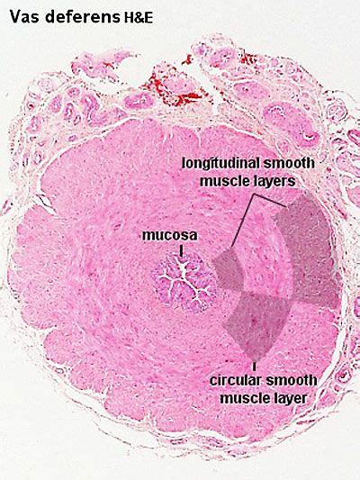 Bgda Practical Male Reproductive Tract Histology Embryology