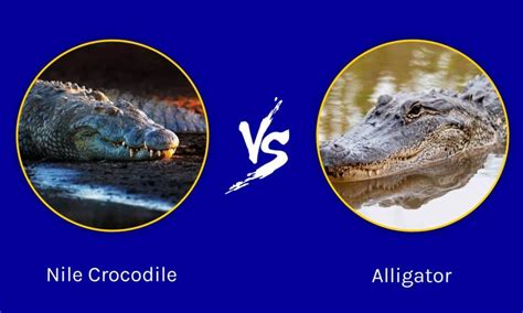 Nile Crocodile vs Alligator: What Are the Differences? - A-Z Animals