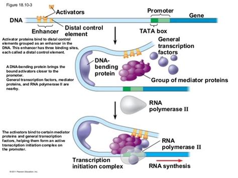 Exam 4 Chapter 16 Control Of Gene Expression Mc Flashcards Quizlet