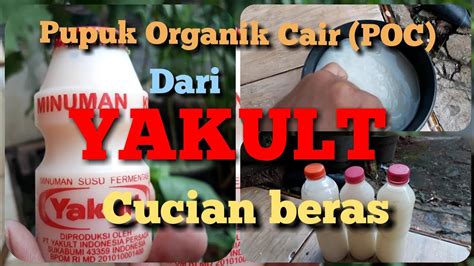 Cara Membuat Pupuk Organik Cair Poc Dari Yakult Dan Air Cucian Beras