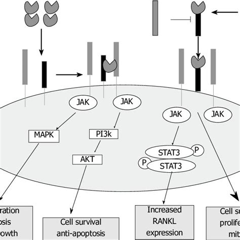 Pdf Il 6 Il 6r As A Potential Key Signaling Pathway In Prostate Cancer Development