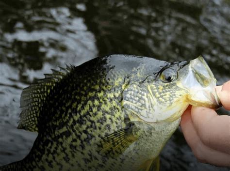 Black Crappie Fishing Regulations Lures Behavior And Prime Locations