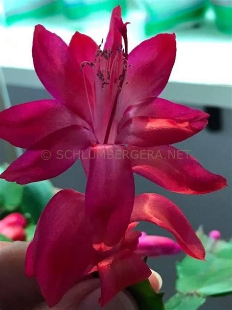 'Corumba Brazil' - Schlumbergera and Rhipsalidopsis