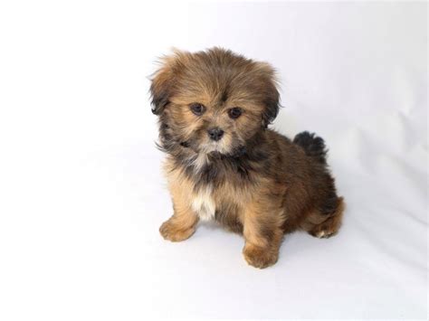 Lhasa Apso Dog Female Gold Sable 2533153 My Next Puppy