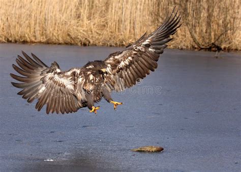 Sea-eagle 2 stock photo. Image of fish, nature, birds - 5318724