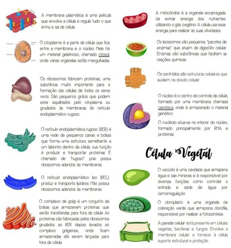 Resumo Sobre Citoplasma E Organelas Bio Nota