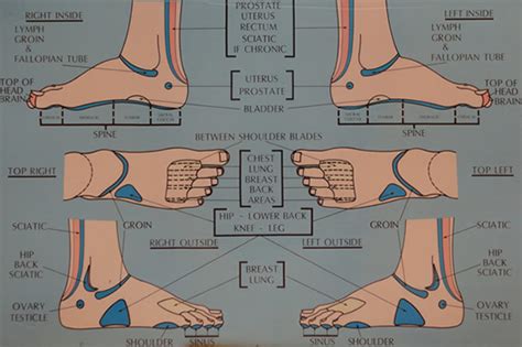 Ankle Reflexology Chart: A Visual Reference of Charts | Chart Master